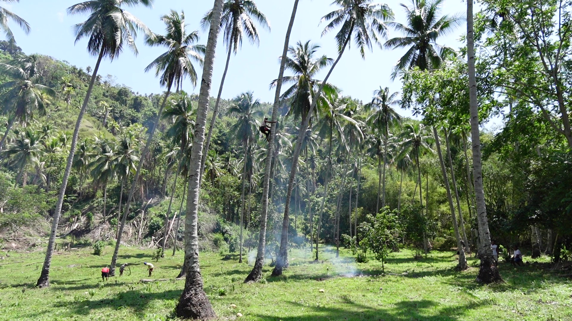 農園での収穫作業